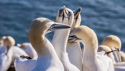 盛世娱乐官网-蓝湾高尔夫球大师赛中国选手张维维获亚军