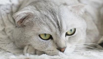 盛世娱乐官网-再次逆转 中国男篮取得世预赛两连胜